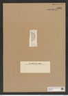Euodia (brightwellii var.?) producta Grun. (de-Toni-Nr.: Genus 210, Species 5294) Zeichnungen Sammlung Grunow Nr. 9108 (NHMW-BOT-W0378873)